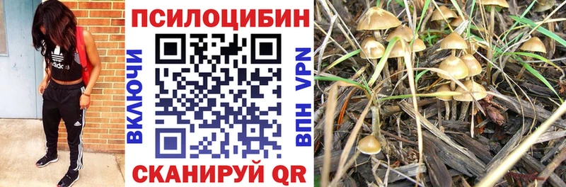 Галлюциногенные грибы Psilocybe  хочу   Лысково 